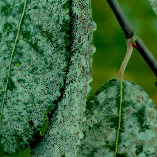 This is the cover artwork of Herbert Bartmann's two-track single Ex Tempore II.