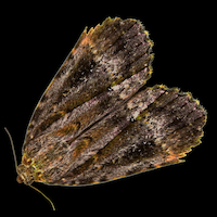 Ex tempore III: Canzonetta für Clavichord, Intermezzo für Clavichord (Digital Single, 2 Tracks, ruusmusik, 2025)