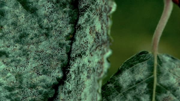 Preview of official video Ex tempore II - 