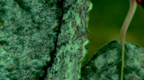 Official Video of Ex tempore II –  „Impromptu für Clavichord“